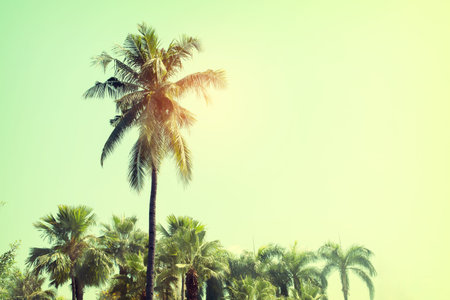 Vintage nature background of coconut palm tree on tropical beach blue sky with sunlight of morning in summer,  retro effect filterの写真素材