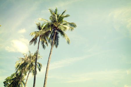 Vintage nature background of coconut palm tree on tropical beach blue sky with sunlight of morning in summer, retro effect filterの写真素材