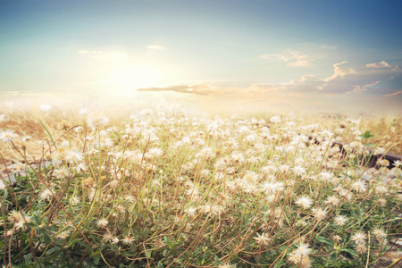 Landscape of flower with sun sky, vintage color effectの写真素材