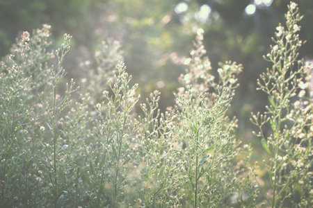flower in garden - retro, vintage style look