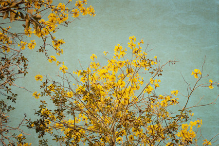 Old photograph of yellow flower tree - vintage artr ,paper art texture
