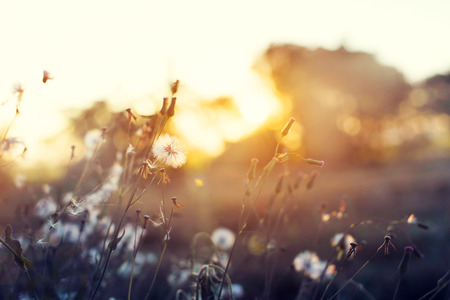 Nature background of beautiful meadow dandelion flowers in field on orange sunset. vintage filter effect, selective focus point, shallow depth of fieldの写真素材