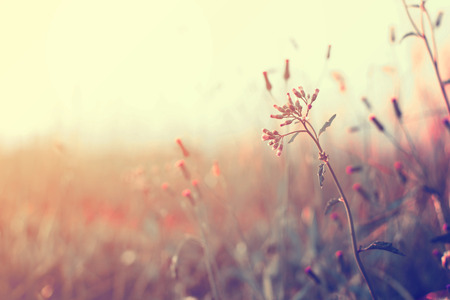 Vintage wild flower in sunset, retro  filter effectの写真素材