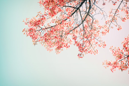 Nature background of beautiful cherry pink flower in spring - vintage pastel color filterの写真素材
