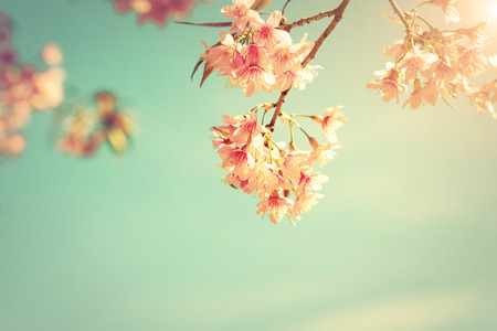 Vintage nature background of beautiful cherry pink flower in spring. pastel color filter effectの写真素材