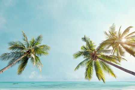 Palm tree on tropical coast with  in summer beach. vintage color tone stylizedの写真素材