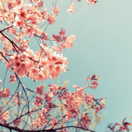 Vintage cherry blossom - sakura flower. nature background  (retro filter effect color)の写真素材