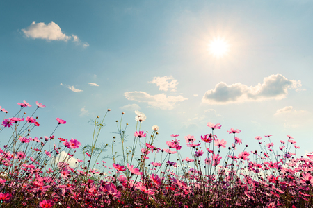 Pink of cosmos flower field. Sweet and love concept - vintage nature backgroundの写真素材