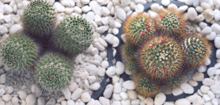 cactus- nature background for web banner design.の写真素材