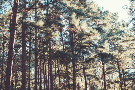vintage nature background of forest pine tree.の写真素材