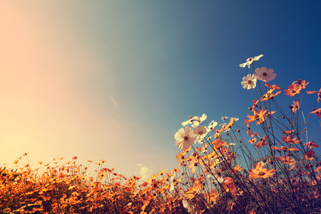 Vintage landscape nature background of beautiful cosmos flower field on sky with sunlight in autumn. retro color tone filter effectの写真素材