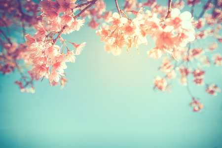 beautiful vintage sakura flower (cherry blossom) in spring. vintage color toneの写真素材