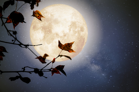 Beautiful autumn fantasy - maple tree in fall season and full moon with milky way star in night skies background. Retro style artwork with vintage color toneの写真素材