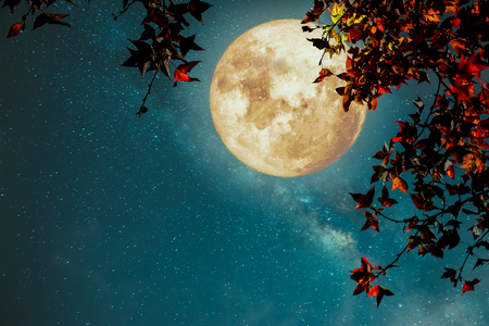 Beautiful autumn fantasy - maple tree in fall season and full moon with milky way star in night skies background. Retro style artwork with vintage color toneの写真素材