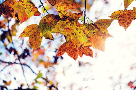 Beautiful autumn leaves and sky background in fall season, Colorful maple foliage tree in the autumn park, Autumn trees Leaves in vintage color tone.の写真素材