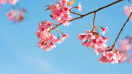 Beautiful sakura flower (cherry blossom) in spring. sakura tree flower on blue sky. の写真素材