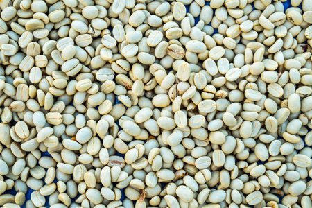 Pile of fresh unroasted arabica coffee bean. Coffee background