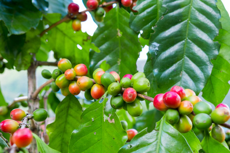 Fresh arabica coffee bean on tree at mountain northern of Thailand.の写真素材