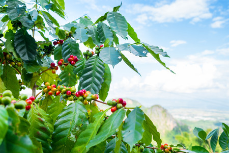 Fresh arabica coffee bean on tree at mountain northern of Thailand.の写真素材