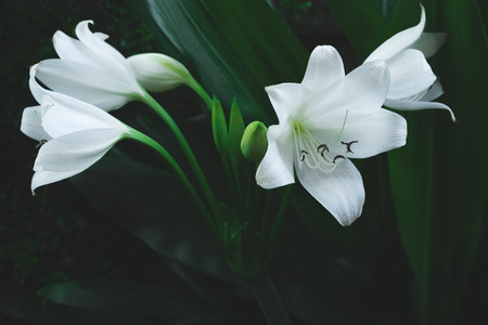 Large white flower of tropical plant in dark green colour, nature background.の写真素材