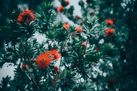 Vintage nature  of red flowers on tree.の写真素材
