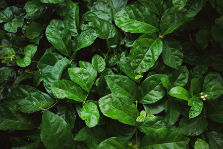 Foliage of tropical leaf in dark green with rain water drop on texture, abstract pattern nature background.の写真素材