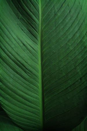 Close-up of large foliage of tropical leaf with dark green texture, abstract nature background.の写真素材