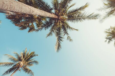 Vintage nature background - coconut palm tree on tropical beach blue sky with sunlight of morning in summer, uprisen angle. vintage photo filterの写真素材
