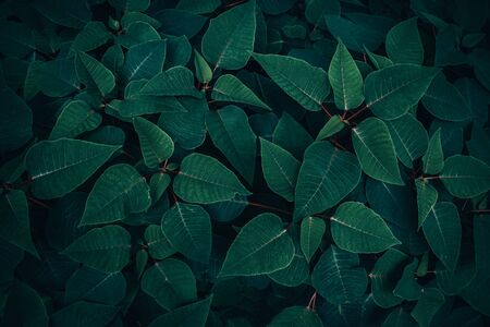 Foliage of tropical leaf in dark green texture, abstract pattern nature background.の写真素材