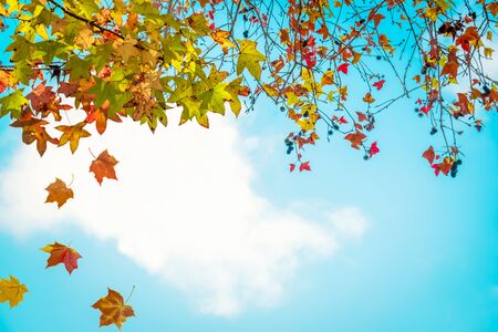 Beautiful autumn leaves and sky background in fall season, Colorful maple foliage tree in the autumn park, Autumn trees leaves in vintage color tone.の写真素材