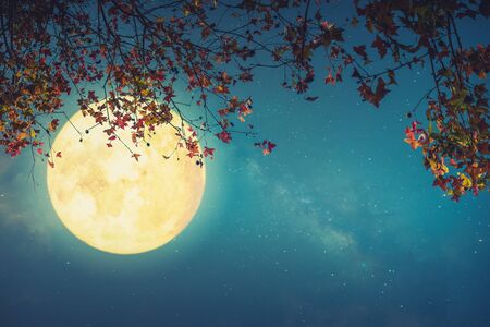 Beautiful autumn fantasy - maple tree in fall season and full moon with star.の写真素材