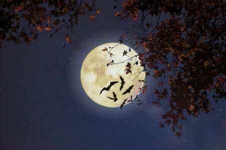 Beautiful autumn fantasy - maple tree in fall season and full moon with star. Retro style with vintage color tone. Halloween and Thanksgiving in night skies background concept.の写真素材