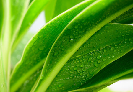 Close-up large foliage of green tropical leaf texture with rain water drop, abstract nature...