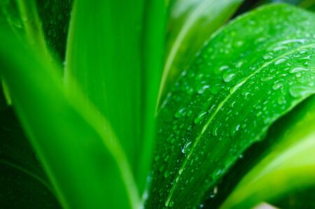Close-up large foliage of green tropical leaf texture with rain water drop, abstract nature background. spring time.の写真素材