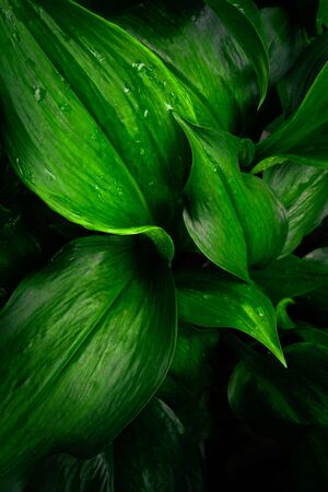 Large foliage of tropical leaf in dark green with rain water drop texture, abstract nature background. spring time.の写真素材