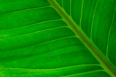 Close-up large foliage of green tropical leaf texture, abstract nature background. spring time.の写真素材