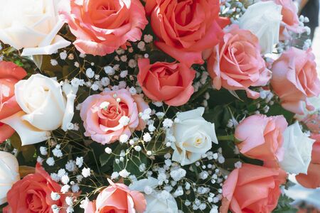 Pink rose flower blossom in vintage color. flowers bouquet in wedding day, love and romantic background. flower in spring.の写真素材