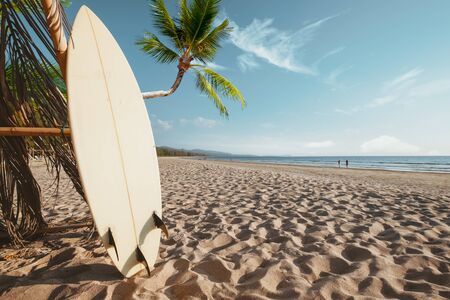 Surfboard and palm tree on beach background with people. Travel adventure and water sport. relaxation and summer vacation concept.の写真素材