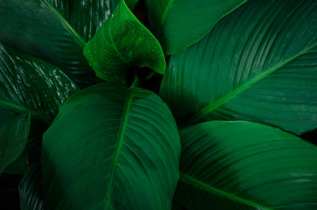 Foliage in dark green pattern with rain water drop. Top view shot of tropical leaf. Abstract nature background of green environment concept.の写真素材