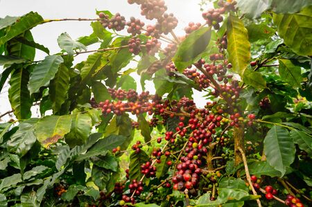 Coffee tree with fresh arabica coffee bean in coffee plantation on the mountain at Ban Pang Khon the northern of Chiang Rai, Thailand.の写真素材