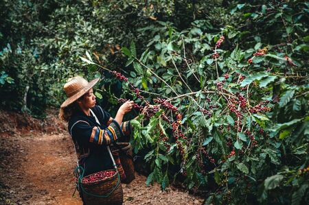 Woman farmer harvest arabica cherry coffee in coffee plantation. Ban Pang Khon the northern of Chiang Rai, Thailand.の写真素材