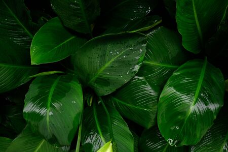 Foliage in dark green pattern with rain water drop. Top view shot of tropical leaf. Abstract nature background of green environment concept.の写真素材