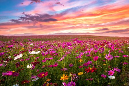 Beautiful and amazing of cosmos flower field landscape in sunset. nature wallpaper  background.の写真素材