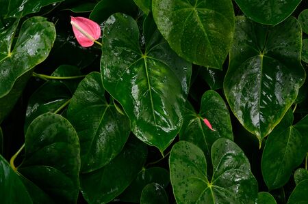 Foliage in dark green pattern with rain water drop. Top view shot of tropical leaf. Abstract nature background of green environment concept.の写真素材