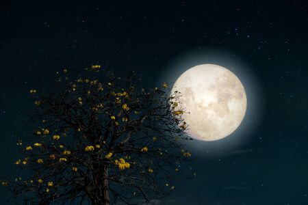 Romantic night scene - Beautiful tree yellow flower blossom in night skies with full moon. fantasy style artwork with vintage color tone.の写真素材