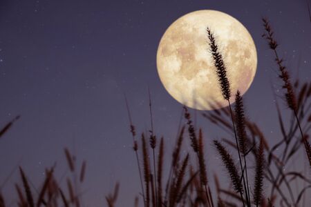 Beautiful nature fantasy - wild grass and full moon with star. Retro style with vintage color tone. Fall season, halloween and thanksgiving in night skies. autumn background concept.の写真素材