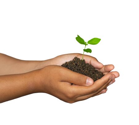 The concept of afforest and environmental protection. Green ecology. Hands of woman holding young green plant Isolated on white with clipping path. の写真素材