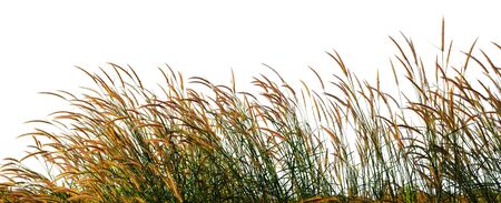 wild grass flower isolated on white with clipping path for object and retouch design.の写真素材