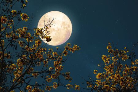 Romantic night fantasy with full moon and yellow flower tree.の写真素材