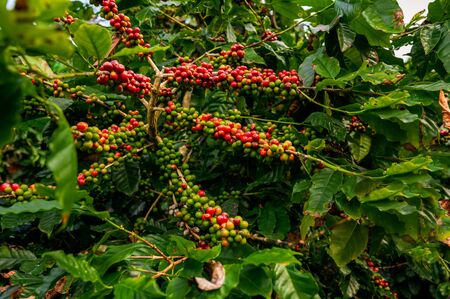 Coffee tree with fresh arabica coffee bean in coffee plantation on the mountain at Ban Pang Khon the northern of Chiang Rai, Thailand.の写真素材
